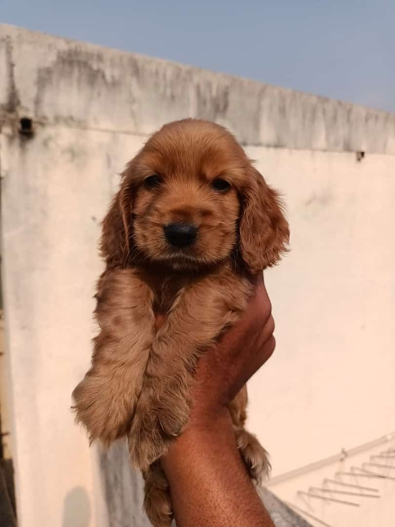 Purchase KCI Registered Beagle Puppy from Kolkata